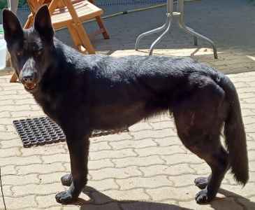 Cher vom Kranich ` s Hof 