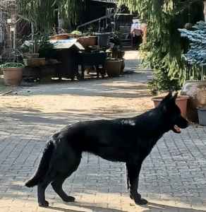 Cher vom Kranich ` s Hof 